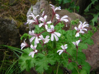 Pel. fragans Lillian Poettinger.JPG