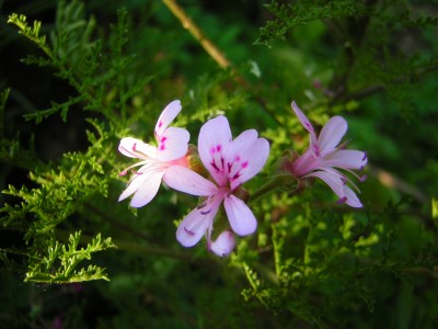 Pel. filicifolium2.JPG