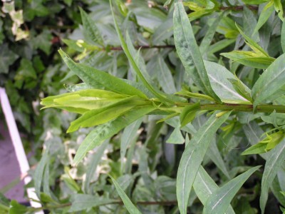 PICT0008.JPG