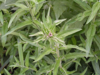 PICT0006.JPG