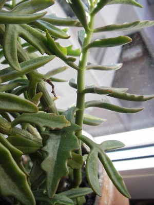 7.7.2007 dickblattgewächs0.jpg