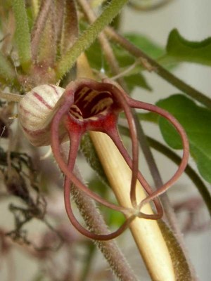 arush (1 von 1).jpg