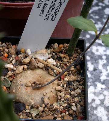 Ceropegia-multiflorum.jpg