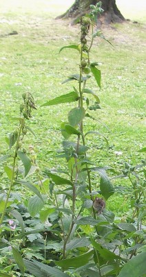 6.7.2007 hoch hinaus.jpg