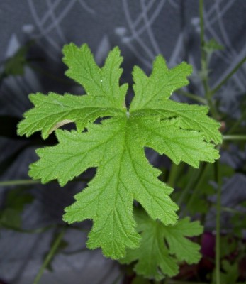 Blatt.jpg