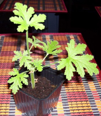 Duftpelargonium.jpg
