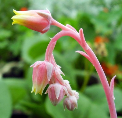 Echeveria elegans (3).JPG