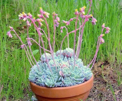 Echeveria elegans (5).JPG