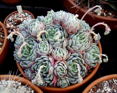 Echeveria elegans (2).JPG