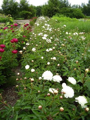 Paeonia lactiflora ´Avalanche´.JPG