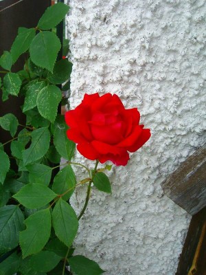 100D9425.JPG