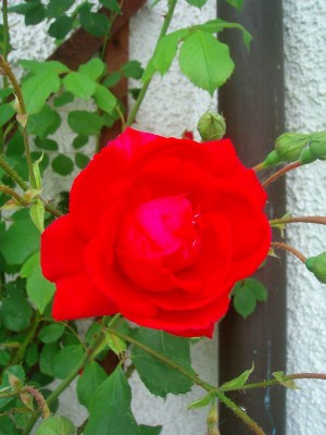 100D9424.JPG