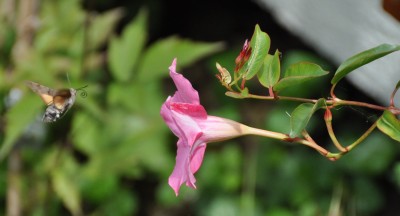 Taubenschwänzchen an Mandevilla.jpg