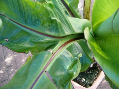 ensete2.JPG