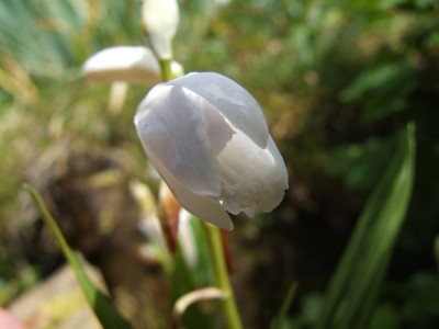 DSCF7483.JPG
