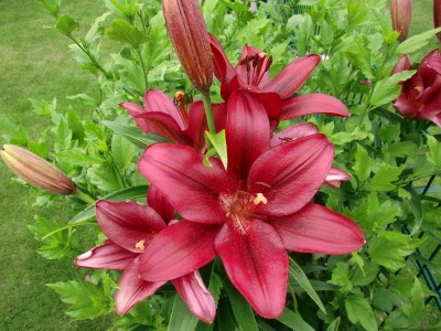 in den Hibiskus gewachsene Lilie.JPG