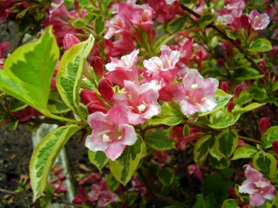 Weigela florida ´Variegata´ (1).JPG