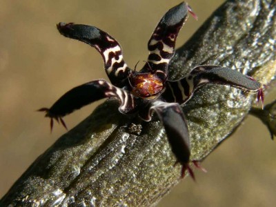 R-macrolobum.jpg