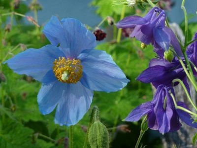 Meconopsis betonicifolia Aquilegia vulgaris1.jpg