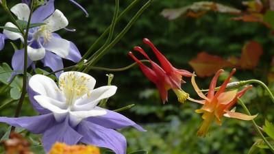 caerulea canadensis desertorum1.jpg