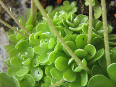 Trauermuecken-an-Pinguicula.JPG
