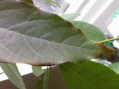 Foto-0108.jpg