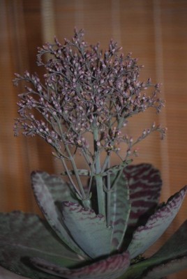 Kalanchoe002yy.jpg