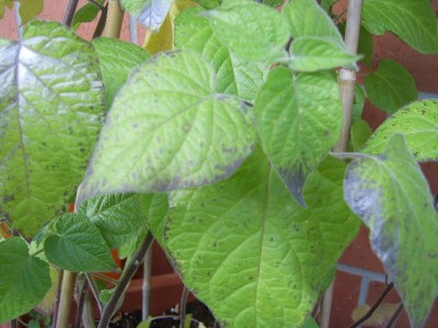 SV100039_800x600.JPG
