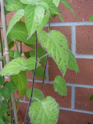 SV100038_600x800.JPG