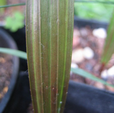 20100622_0001_7.JPG