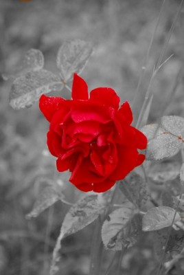 roseyy.jpg