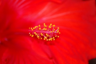 flowers0410025yy.jpg