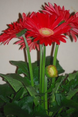 flowers0410005yy.jpg