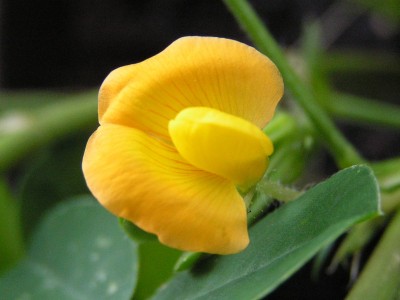 Erdnussblüte.JPG
