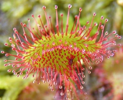 Drosera spatulata.JPG