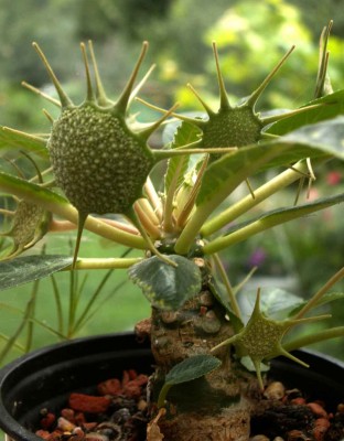 dorstenia-foetida.jpg