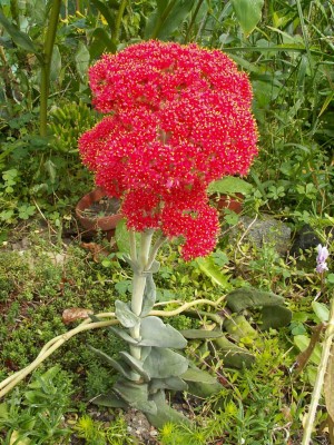 crassula falcata (1 von 1).jpg