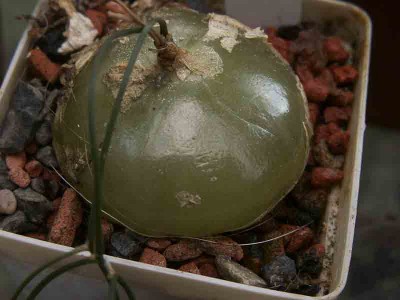 schizobasis-3117.jpg