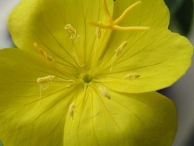 Blüte Nachtkerze.JPG