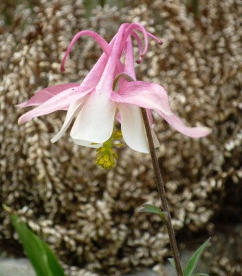 WundersameBlume.jpg