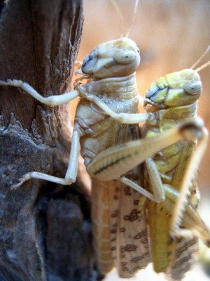 holgi 019_640x640_50KB.jpg