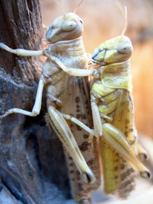 holgi 016_640x640_50KB.jpg