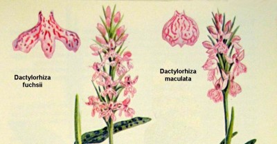 Dactylorhiza-fuchsii--maculata.JPG