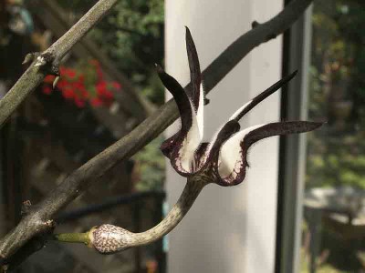 stapeliformis-3140.jpg