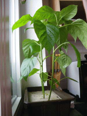 pap_19-06-2010.gif