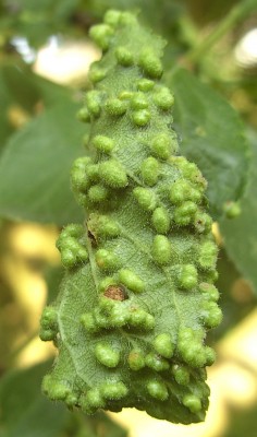 Blatt Mirabelle 1.jpg