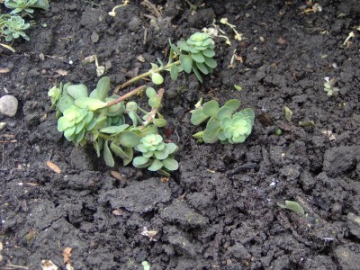 Bodendecker Sedum.jpg