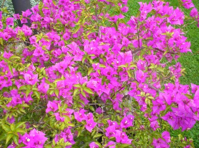 P6300010Bougainvillee.jpg