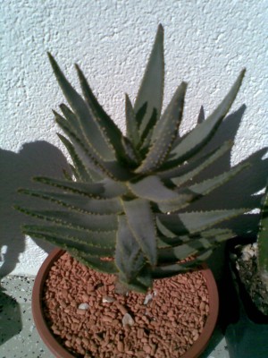 Aloe.jpg