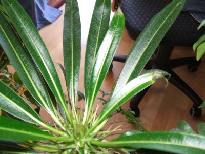 DSCF0498.JPG